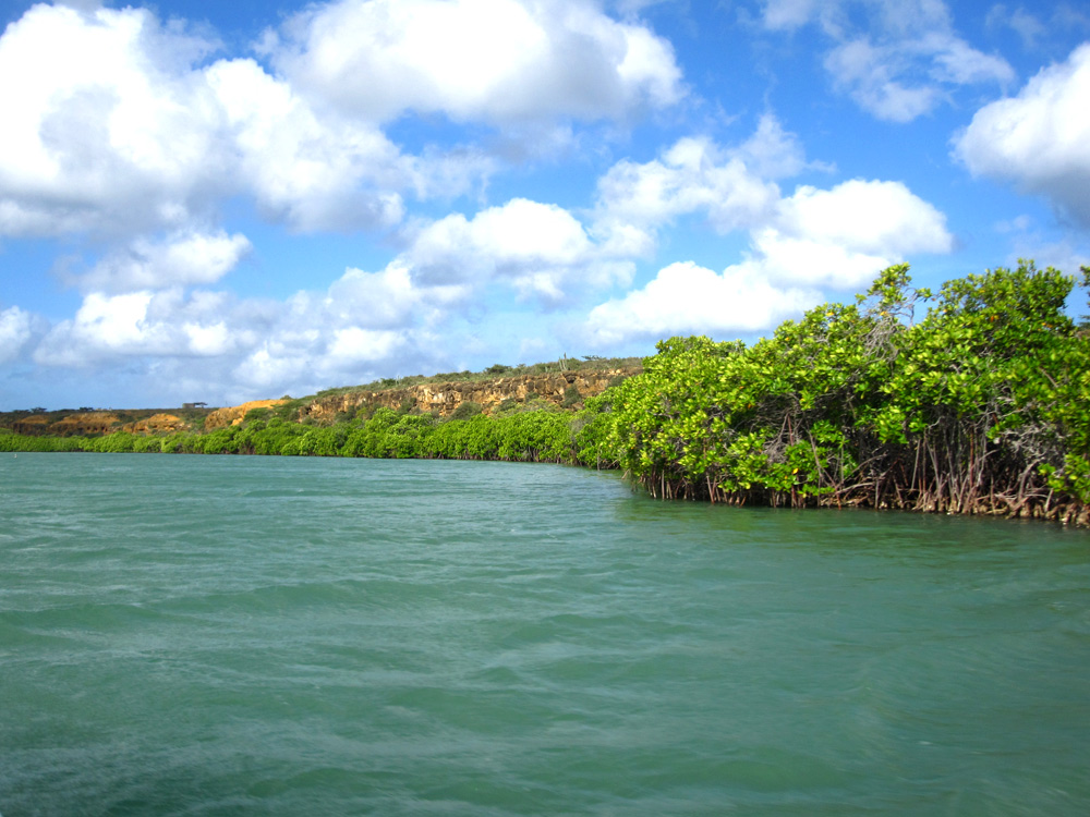 Punta Gallinas, la mangrove