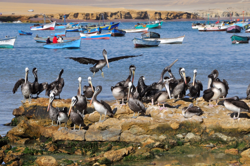 Réserve naturelle de Paracas, port de pêche
