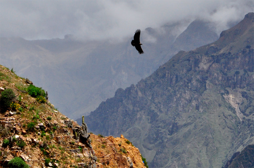 Canyon du Colca, el condor pasa