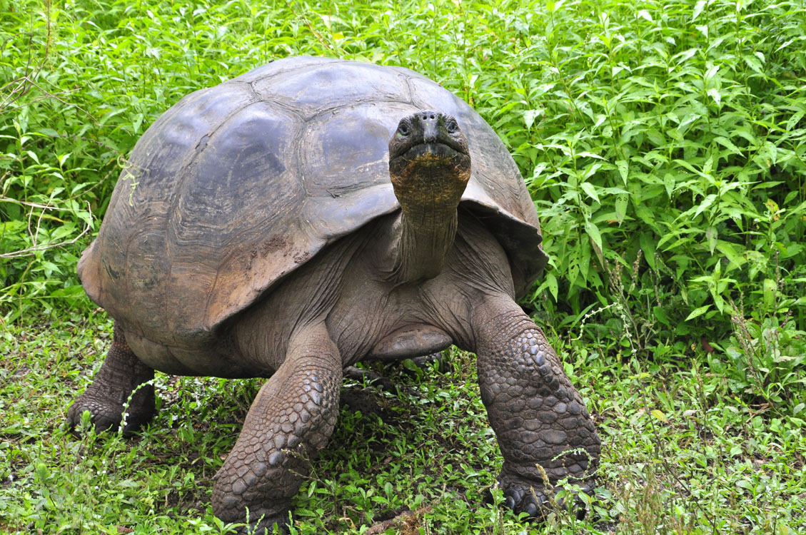Santa Cruz, réserve de tortues terrestres el Chato