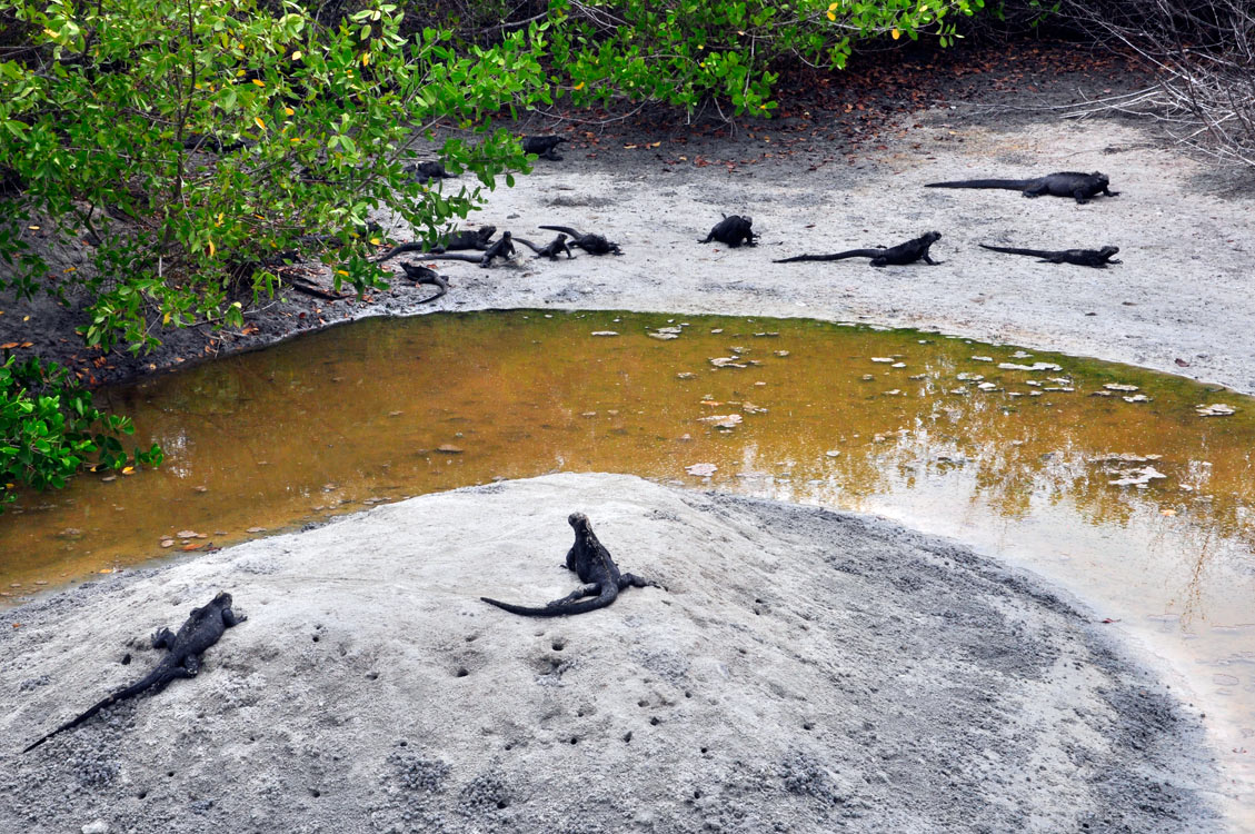 La lagune de Villamil, avec des iguanes