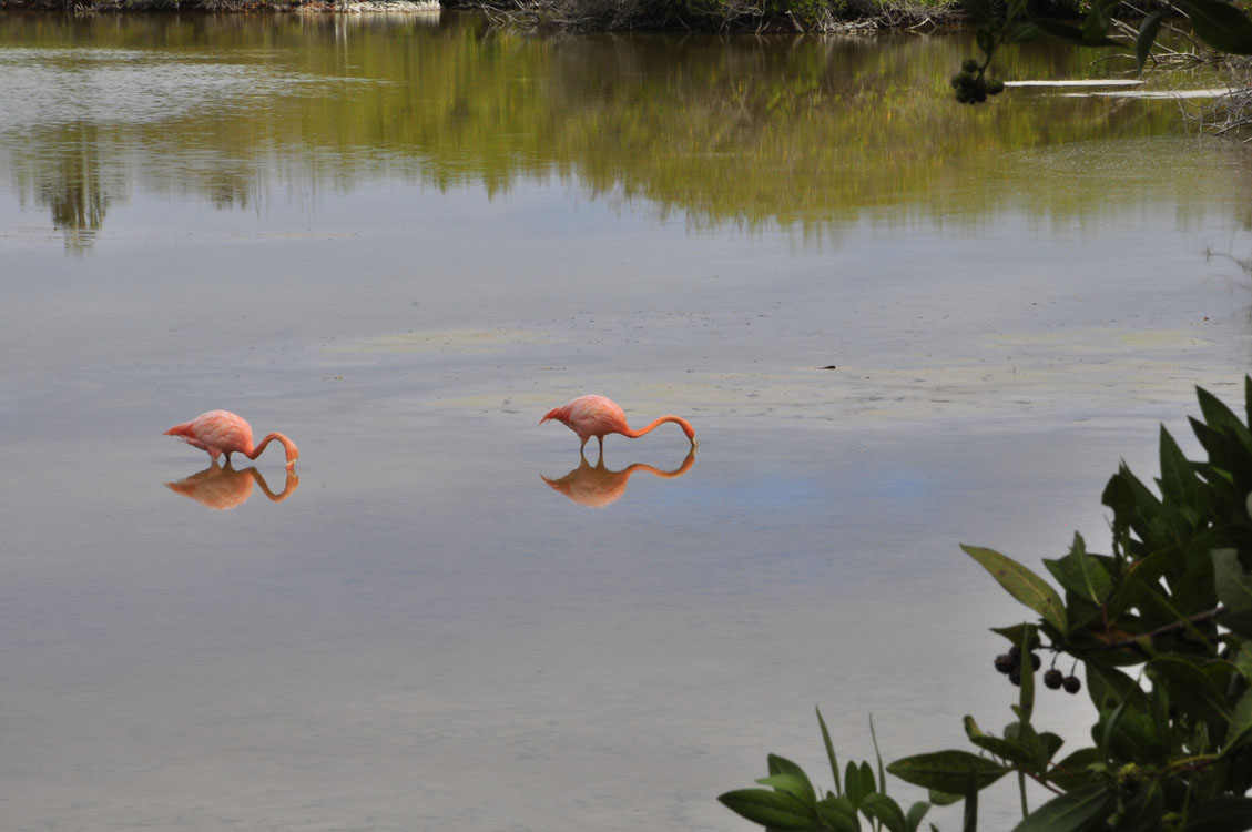 La lagune de Villamil, des flamands très roses