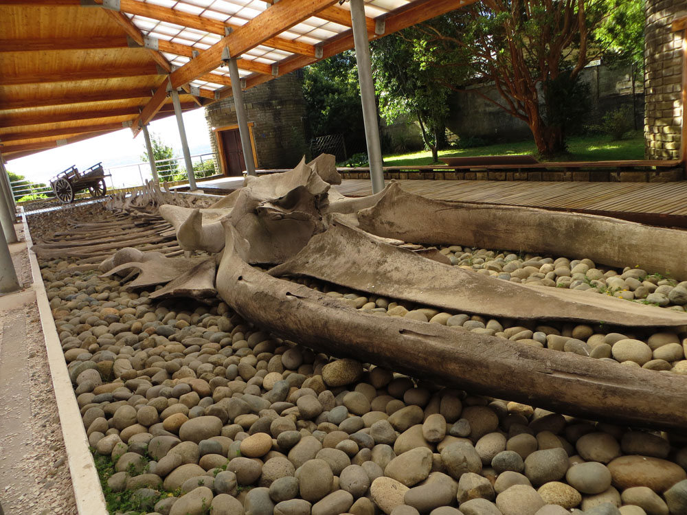 Squelette de baleine au musée d'Ancud