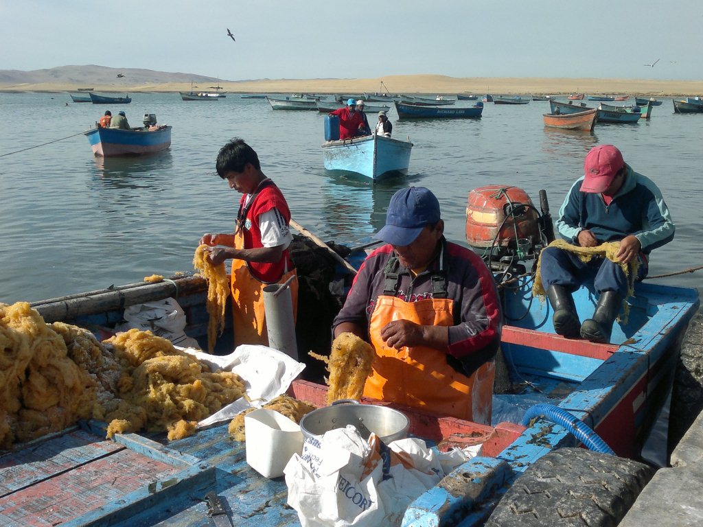 Réserve naturelle de Paracas, pêcheurs sortant des oeufs de poisson volant
